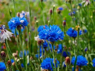 blue flowers in the meadow