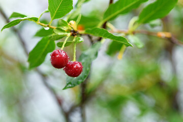 Two ripe cherries on a branch with water drops after rain, close-up