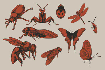 Big set of flying insects with many species in vintage old hand drawn style engraved illustration animals. Beetles, butterfly, mosquito, cicada, orchid montis, ladybug etc. Vector wildlife concept © ngupakarti