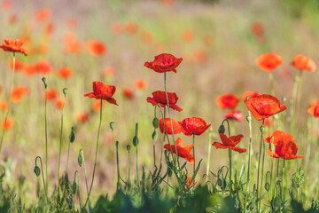 Background of a summer field of red blooming poppies close up on a sunny windy day