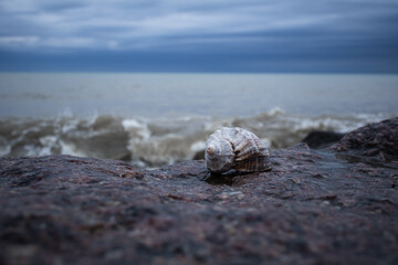Fototapeta na wymiar The seashell lies on a stone on the Black Sea coast. Seascape in rainy cloudy weather.