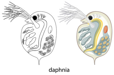 Daphnia in colour and doodle on white background