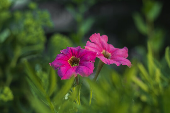 Blooming cultivar petunians (Petunia x hybrida 'Multifora Nana Compacta' mix) in the summer garden