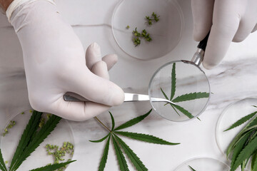 Top view of lab assistant hads who holding tweezers and magnifying glass and cheking cannabis leaves