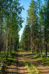 Sunny summer morning in wild taiga, cedar forest landscape with green grass and road