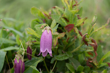 高山植物　ヤマホタルブクロ
