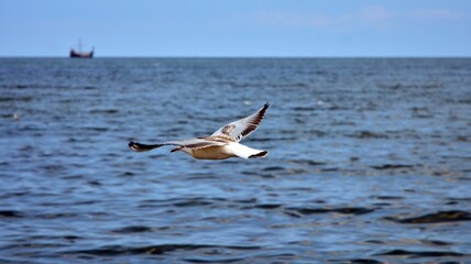 Fototapeta na wymiar Seagull flying above the sea on a blue background