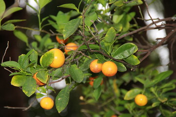 いくつも実を付けたタチバナ