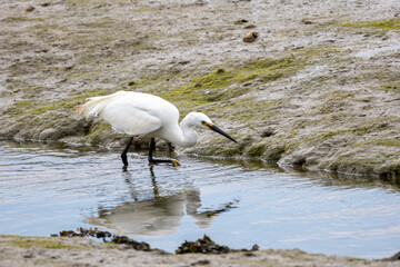 Little egret stalking food at an estuary.
