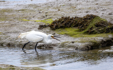Little egret stalking its prey.