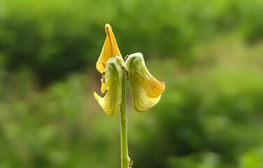 yellow tulip flower