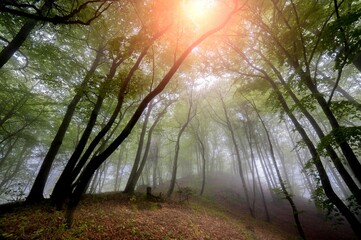 fog in the woods