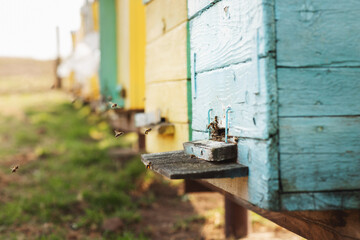 Close up details of beekeeping. Bees in the apiary fly into the hive