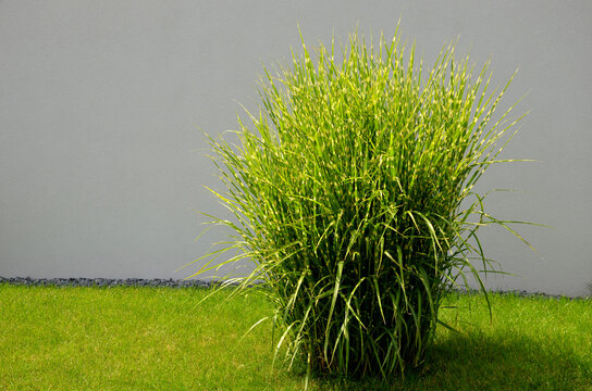Its fresh, deep green color of delicate leaves looks elegant and luxurious at the same time. grows very densely. Slightly drooping leaf tips give the plant a truly graceful look