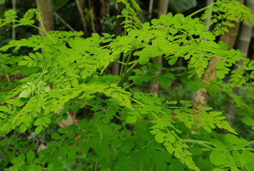 fern leaves