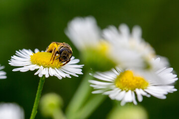 bee on flower