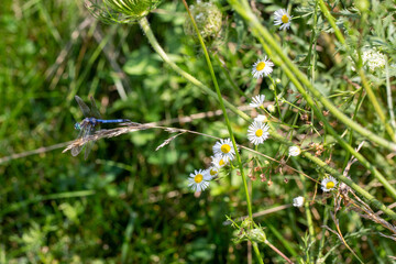 dragonfly on a blade of grass