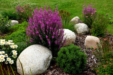 ornamental flower bed with perennial pine gray granite boulders, mulched bark and pebbles in an urban setting near the parking lot shopping center