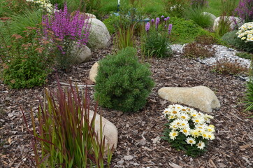 ornamental flower bed with perennial pine gray granite boulders, mulched bark and pebbles in an...