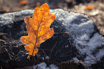 beautiful large orange oak autumn leaf covered with hoarfrost, illuminated by the sun, on a stump with the first snow. Autumn mood, nature observation. Hello, Autumn. Selective focus