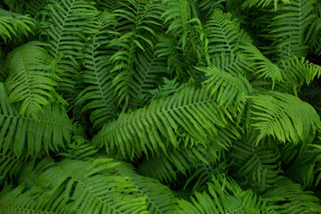 Fototapeta na wymiar fern, green plant, background of leaves, close-up