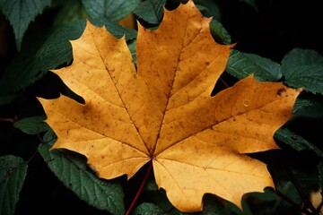 Herbstlaub