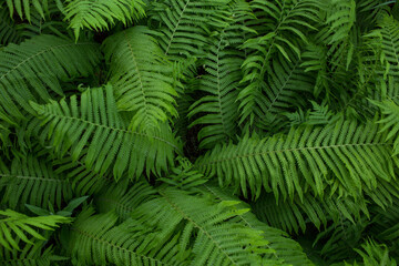 Fototapeta na wymiar fern, green plant, background of leaves, close-up