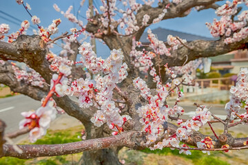 Pink blossom sakura flowers on a spring day in Japan