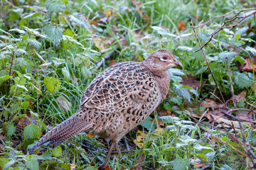 Female Ring-necked Pheasant among wet vegetation near Weir Wood reservoir