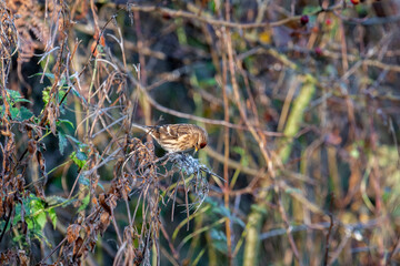Female Common Redpoll