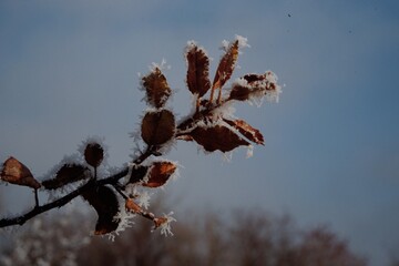 Pflanzen im Winterkleid