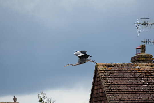 Grey Heron taking off from the foof of a house against a brooding sky