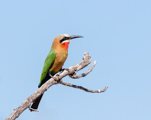One white-fronted bee-eater perched on a branch