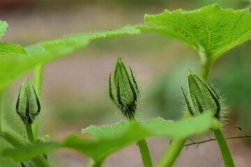 Three green closed pumkin blossoms between green leaves