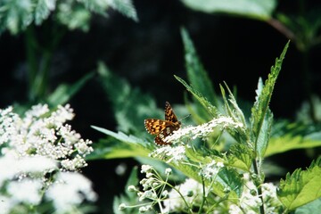 Schmetterling