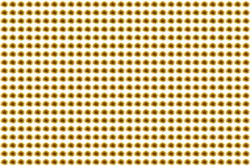 Textura o fondo de girasoles