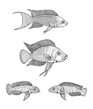 Aquarium with cichlids from the Tanganyika lake for coloring. Colorful african fish template. Coloring book for children and adults.