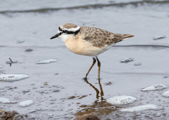 One kittlitz's plover feeding in shallow water