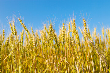 Wheat field with blue sky in background
