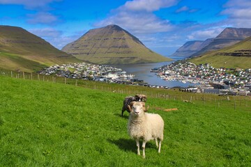 Obraz premium Portrait of a sheep on Faroe Islands