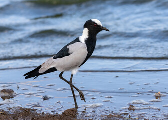 Ons blacksmith lapwing feeding in shallow water