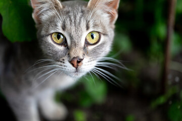 Naklejka na ściany i meble Portrait of gray street cat with green eyes and torn nose. Animal looks out of bushes. Homeless animals concept. Selective focus