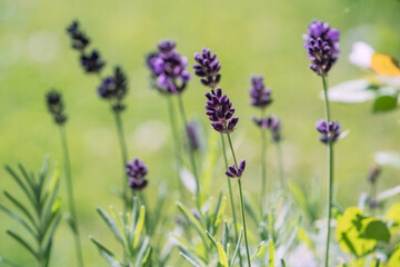 beautiful lavender flower, lavandula angustifolia, in the garden in summer