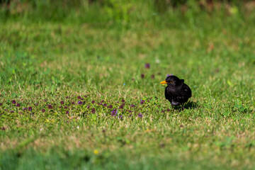 a blackbird male, turdus merula, looks for food