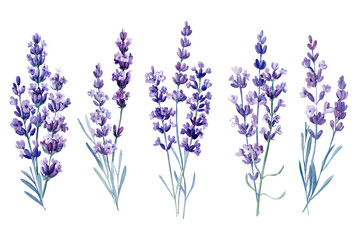 Bouquet of lavender, watercolor illustration, isolated white background. Set of flowers