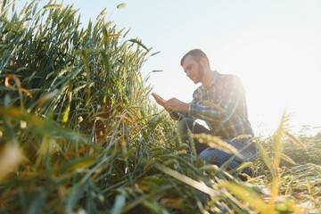 Young farmer in a wheat field before the harvest.