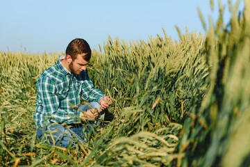 Happy mature technician checking the growth of the wheat for a quality control in a cereal field in summer