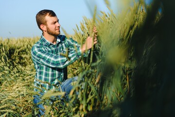 A farmer in a wheat field checks the quality of crops.
