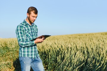 Naklejka na ściany i meble Farmer checking wheat field progress, holding tablet using internet.