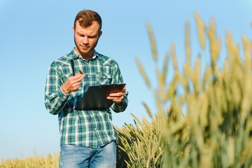 Naklejka na ściany i meble Farmer checking wheat field progress, holding tablet using internet.